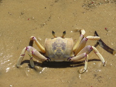 Ocypode ryderi