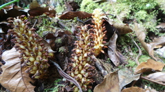 Conopholis panamensis