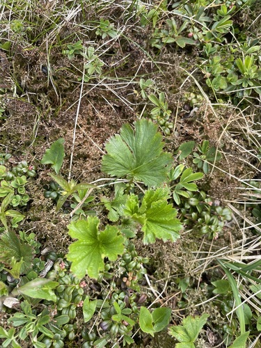 Image of Geum peckii by (c) Brandon Corder, some rights reserved (CC BY)