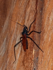 Zelurus spinidorsis image