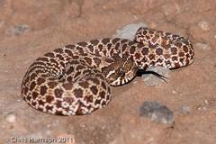 Heterodon nasicus