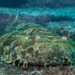 Typical Wobbegongs - Photo (c) Erik Schlogl, some rights reserved (CC BY-NC), uploaded by Erik Schlogl