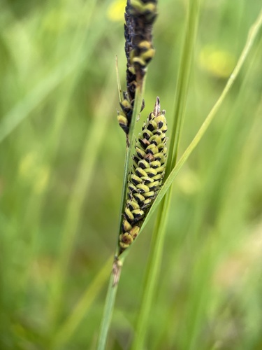 Carex nigra
