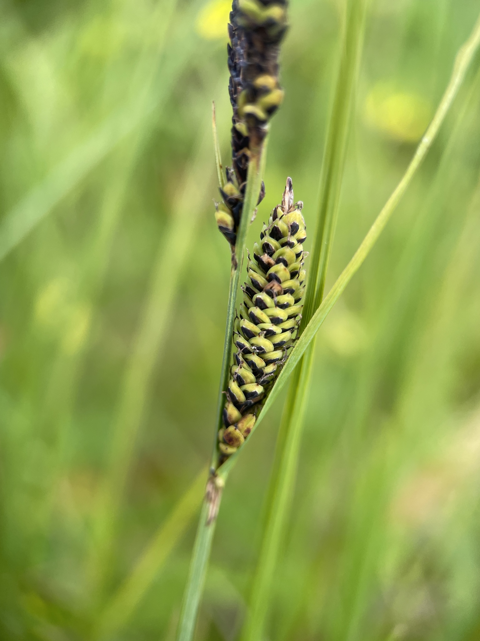 Carex nigra