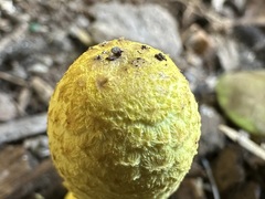 Leucocoprinus birnbaumii image