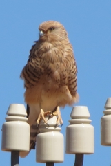 Falco rupicoloides