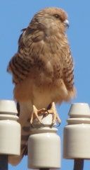 Falco rupicoloides