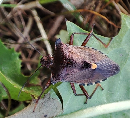 Forest Bug photo 5