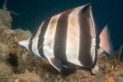 Chelmonops truncatus