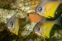 Pempheris affinis