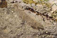 Flabelligera bicolor