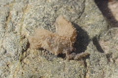 Flabelligera bicolor