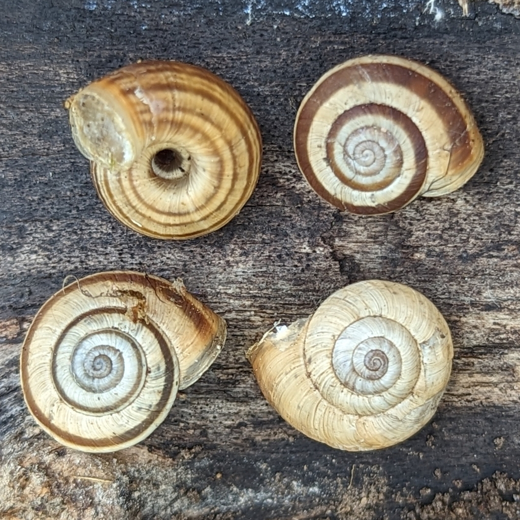 Heath Snail, photo 1 of 10