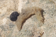 Flabelligera bicolor