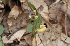 Puccinia mariae-wilsoniae