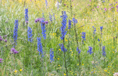 Delphinium retropilosum