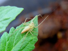 Oxyopes javanus