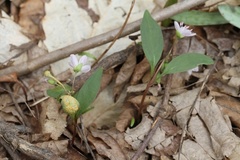 Puccinia mariae-wilsoniae