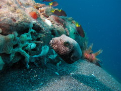 Arothron stellatus