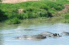 Crocodylus niloticus africanus