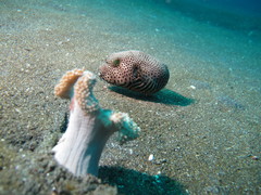 Arothron stellatus