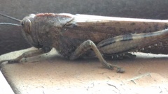 Anacridium aegyptium