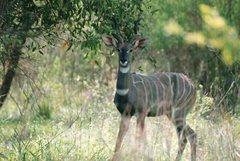 Tragelaphus imberbis