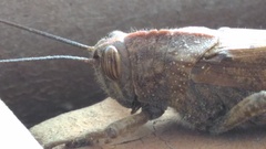 Anacridium aegyptium