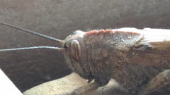 Anacridium aegyptium