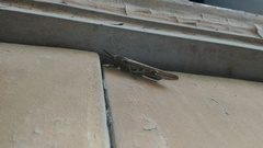 Anacridium aegyptium