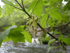 Acer negundo californicum