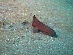 Ablabys taenianotus