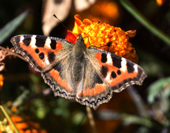 Aglais caschmirensis