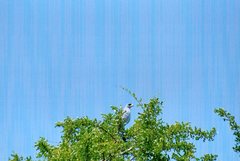 Melierax poliopterus