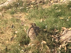 Funambulus pennantii