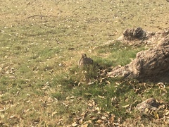 Funambulus pennantii