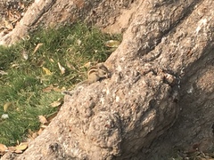 Funambulus pennantii