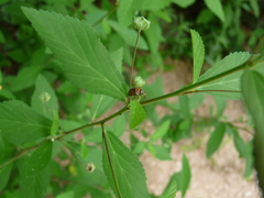 Orsilochides stictica
