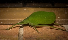 Mastighaphoides haffneri