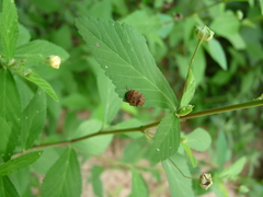 Orsilochides stictica