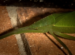Mastighaphoides haffneri