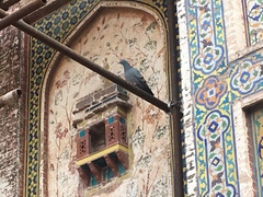 Columba livia domestica