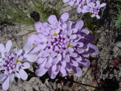 Iberis procumbens