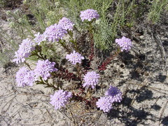Iberis procumbens