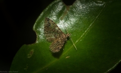 Alucita phricodes