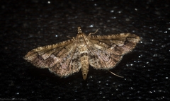 Merodictya marmorata