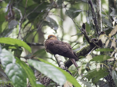 Macropygia ruficeps malayana