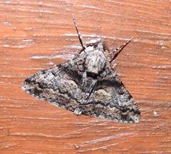 Gastrinodes argoplaca