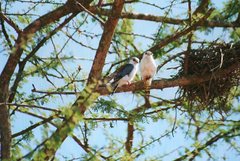 Polihierax semitorquatus