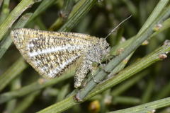 Isturgia limbaria